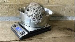 Snow Leopard Cub Vocalizing