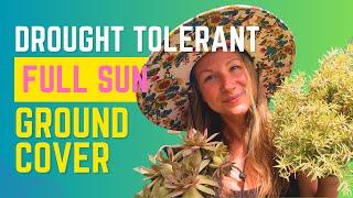 The BEST Drought Tolerant, Full Sun Ground Cover Plants