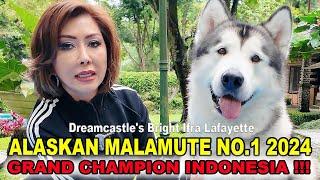 Inilah Alaskan Malamute Nomer 1 Indonesia 2024 - Dreamcastle's Bright Ifra Lafayette