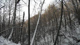 Лесные овраги (forest ravines)