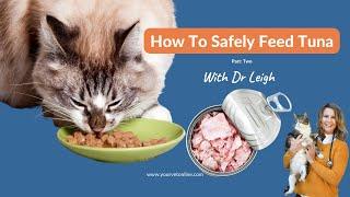 Tips To Safely Feed Cats Tuna