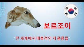 #보르조이　"전 세계에서 매혹적인 개 품종들"