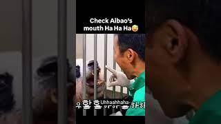 Check Aibao’s mouth #mouth #check #aibao #father #panda #boca #bouche#検査 source#@ppuppatv  in Yutube