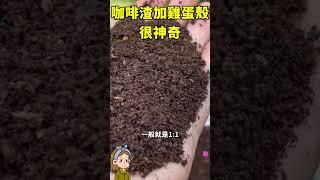咖啡渣加上雞蛋殼，效果神奇#家庭养花 #园艺 #花花世界