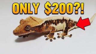 There Will Be $200 Lilly White Crested Geckos in 2021!?