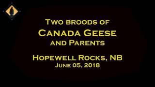 Canada Geese at Hopewell Rocks