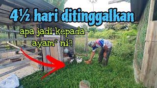 [Episod1229] berdebar datang ke kebun hari ni. apa khabar ayam² pak long..