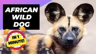 African Wild Dog  The Most Successful Hunter | 1 Minute Animals