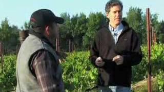 Sonoma County Winegrape Chronicles - Episode 2