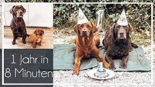 Watch me grow | Toffee wird 1 Jahr | Foxred + Chocolate Labrador  | KaroLovesMilka