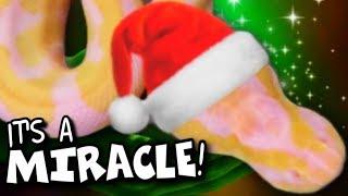 CHRISTMAS MIRACLE! NO EYED SNAKE ATE!!! (HELEN) | BRIAN BARCZYK