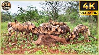 THE AFRICAN WILD DOG: Nature’s Most Ruthless Pack Hunter Unleashed! | Animal Documentary