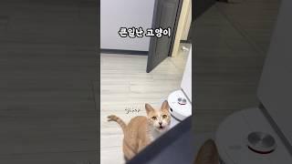 큰일났다고 알려주는 개냥이