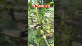 토마토 키우는 방법. 모종 사지 않고 키우는 방법. #이민생활 #테네시 #토마토