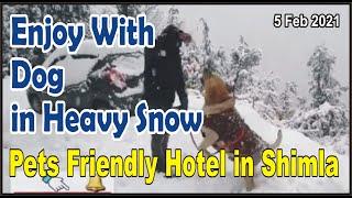 Enjoy With Dog In Snow, Snowfall in Shimla, Pets Friendly Hotel In Shimla