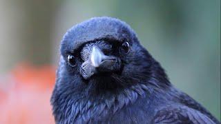 Young Crows Playing In November Forest - Beautiful Crows Close Up