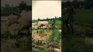 Instagram ka trending video song