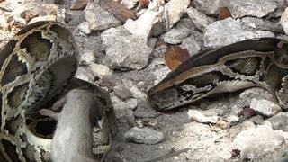 Python vs Python 01, Two Pythons Fighting