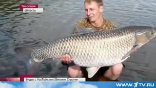 Рыбак поймал белого амура весом 28 кг. The fisherman caught a white cupid weighing 28 kg.