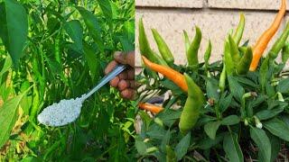 How to get more chillies on plant