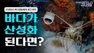 바다 산성화가 바다생물들에게 미치는 끔찍한 영향