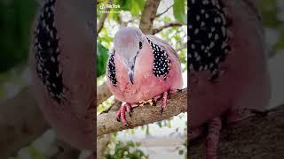 #tiktokbird #dove #tending video #viralvideo