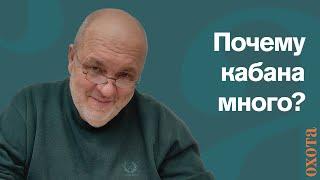 Почему кабана много? Валерий Кузенков о влиянии погоды на численность животных.