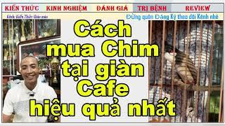 Kinh nghiệm mua Chim chào mào "tại Giàn cafe" hiệu quả nhất mà không ai chỉ bạn