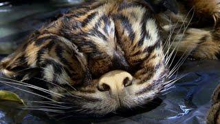 Horrific Reality Of Tiger Poaching | Tigers About The House: What Happened Next | BBC Earth