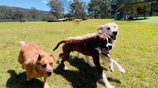 It's time for a refreshing morning bike ️ ride with the energetic doggies! ️