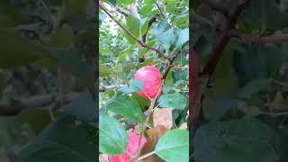 apple  #shortvideo #agriculture #jaishreekrishna #farming #viral #crop #village#kisan #radhakrishna