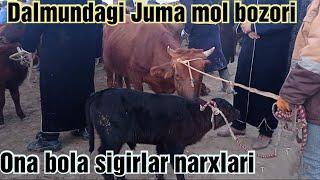 Jondor Dalmundagi Juma mol bozoridan ona bola sigirlar narxlari 12/11/2021