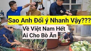 888#Chồng Đòi Ở Lại Hàn Để Chăm Bò Không Về Việt Nam Cùng,Bảo Vợ Về Một Mình Về Hết Ai Chăm Bò