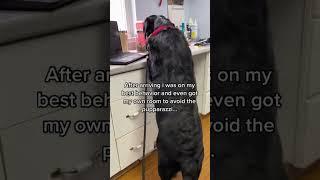 Dog is SICK and HUNGRY after a trip to the Vet! 