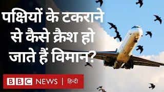 South Korea Plane Crash: क्या Bird Strike से हुआ दक्षिण कोरिया में विमान हादसा? (BBC Hindi)