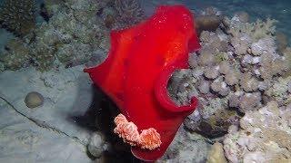 Sea Slugs Red Sea / Meeresschnecken Rotes Meer (Nudibranch, Nacktkiemer, Nudibranchia)