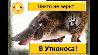 А вы знаете что никто не верил в Утконоса?