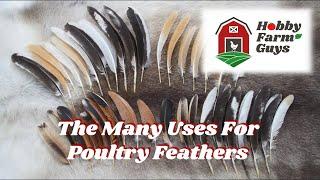 The Many Uses for Chicken/Poultry Feathers