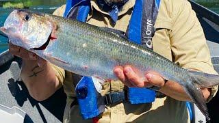 Fishing for American Shad in Oregon