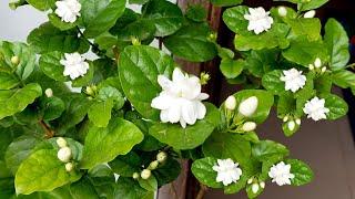 4 WAYS - Get MAXIMUM Flowers on Arabian Jasmine Plant