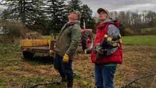 Cutting Black Walnut and a Treat for the Cattle