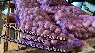 Свіжа поставка посадкової картоплі: Рів'єра, Беллароза, Арізона