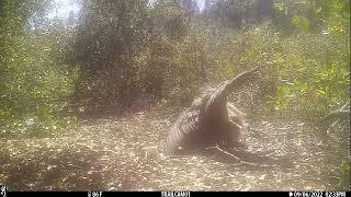A Great Horned Owl Takes A Sun Bath, 9.14.22