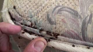 K9 Bed Bug Investigations / Town and Country Pest Solutions major bed bug infestation!