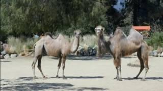 GEICO Camel Hump Day Commercial 2014