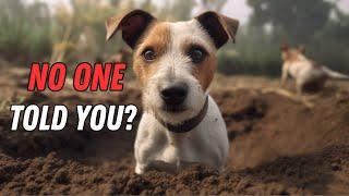 Things NOBODY tells you about owning a Jack Russell Terrier