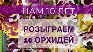 Обзор поставкиНАМ 10 ЛЕТрозыграем 10 орхидей/