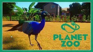 Planet Zoo: Indian Peafowl exhibit speed build!