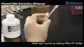 Plasmid DNA Extraction (Miniprep)