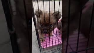 Animal Market Baddi (Subscribe My channel)